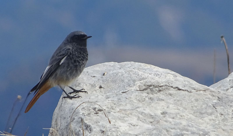 Phoenicurus ochruros - Muscicapidae